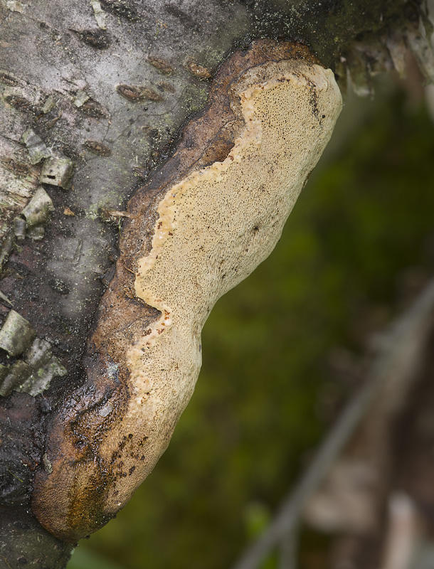 Phellinus lundellii